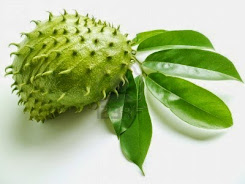 daun buah sirsak obat asam urat herbal