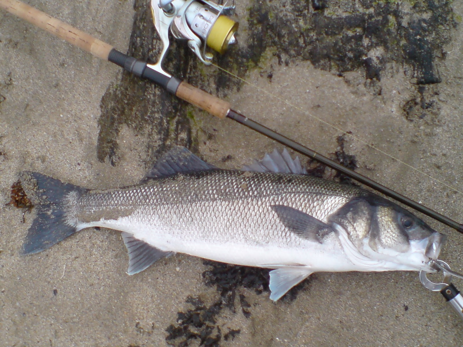 Cast, Hook and Strike. Sea Bass Fishing Blog. Big Bass on Lures