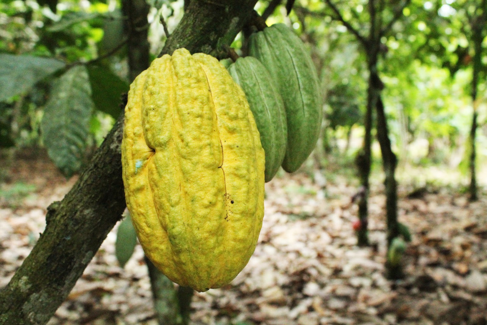 Dipa's Daily Dumplings Theobroma Cocoa, The Food of the Gods