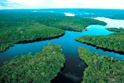 Rainforest Brazil