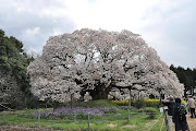 吉高の山桜