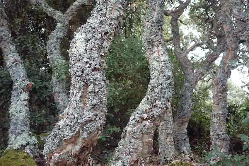 chêne-liège en Sardaigne