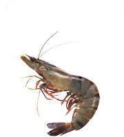 Cara Membuat Sambal Goreng udang