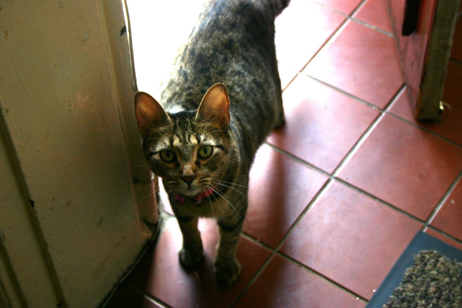 The Morning's Brew Pregnant Stray Cat?