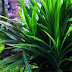 :: Kegunaan pokok pandan ::