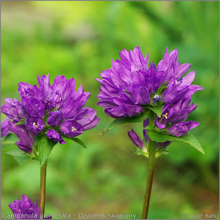 Campanula glomerata - Dzwonek skupiony 