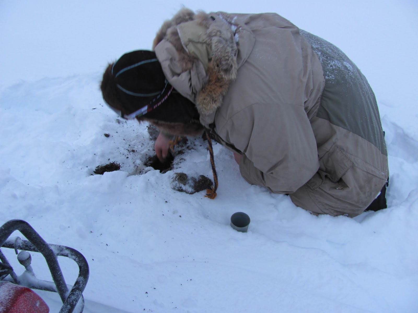 An Alaskan Panda's Life Muskrat Trapping