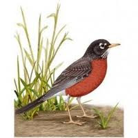 Stay at Home Robin!