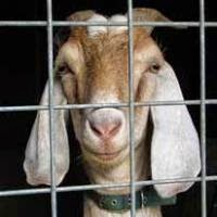 Kambing Ajaib Ini Merupakan Dalang Dari Perampokan kambing ajaib