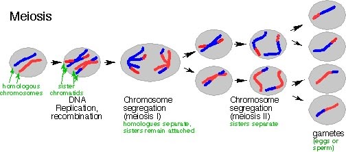 Biology: What is Meiosis