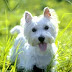 West Highland Terrier, gos gran en cos petit