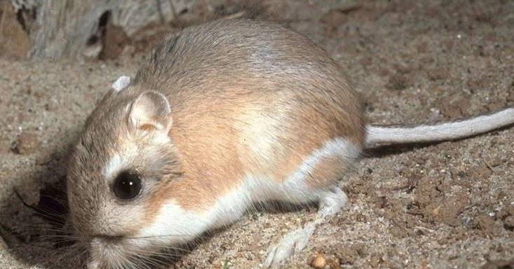 Top 10 Jumping Animals In The World - Part [2/2] ~ All About Animals