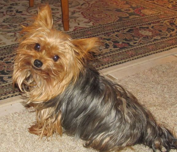 minnie yorkie diary of a minnie yorkie minnie yorkie diary of a minnie yorkie