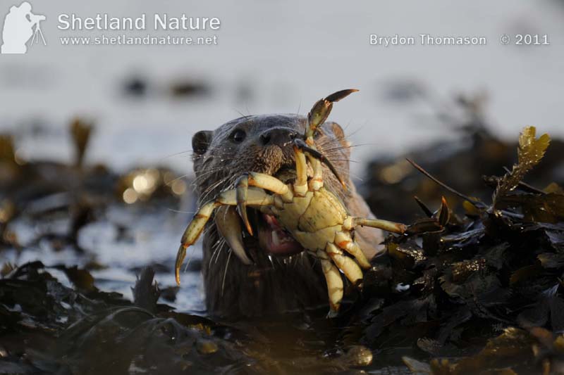 Shetland Otter Watching Crab catcher Greenback