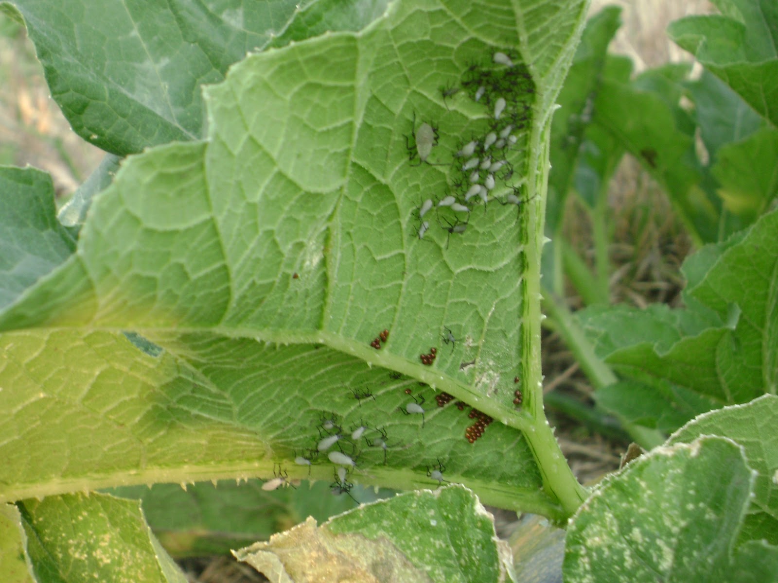 Riley County Extension Blog Squash bugs