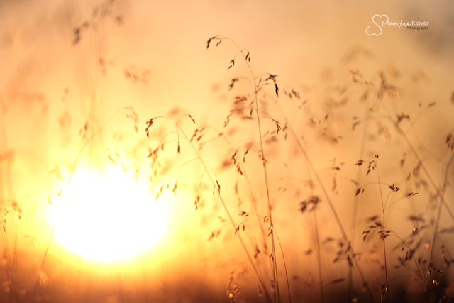 Golden Hue