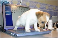 housebreaking an older dog