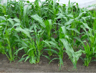 29 июня, кукуруза подрастает