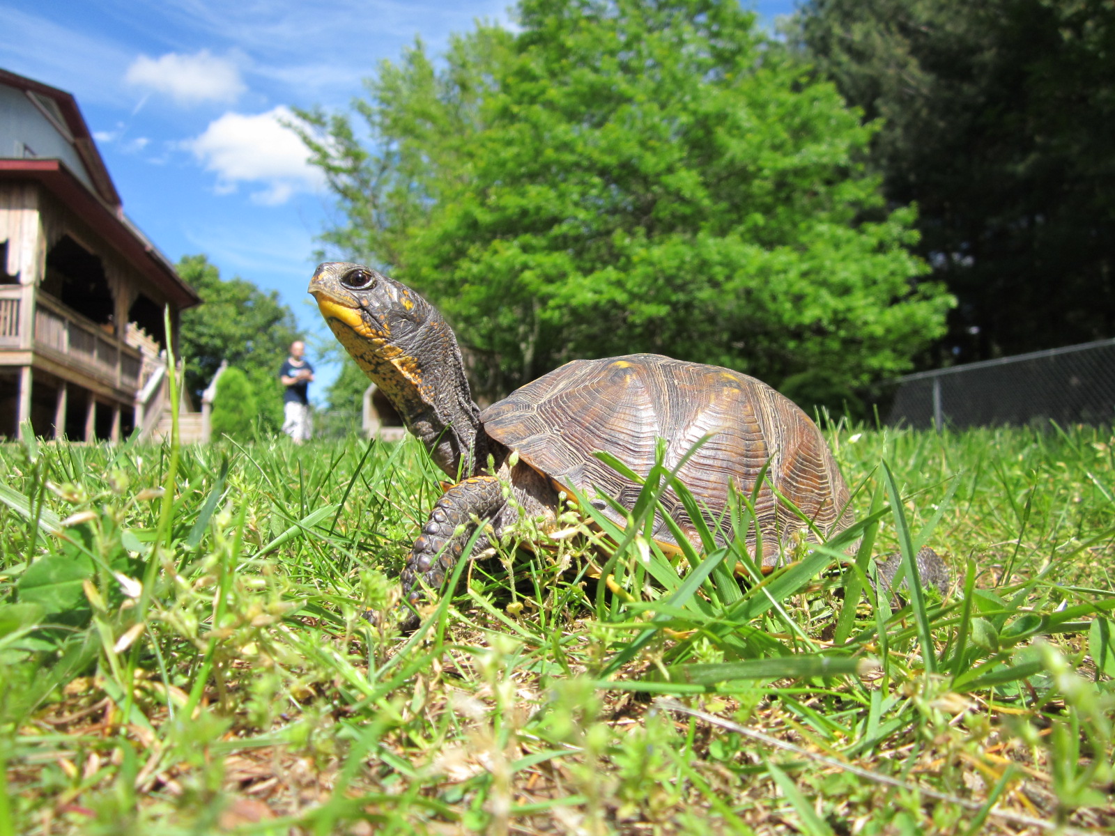 Pet Turtles And Turtle Care