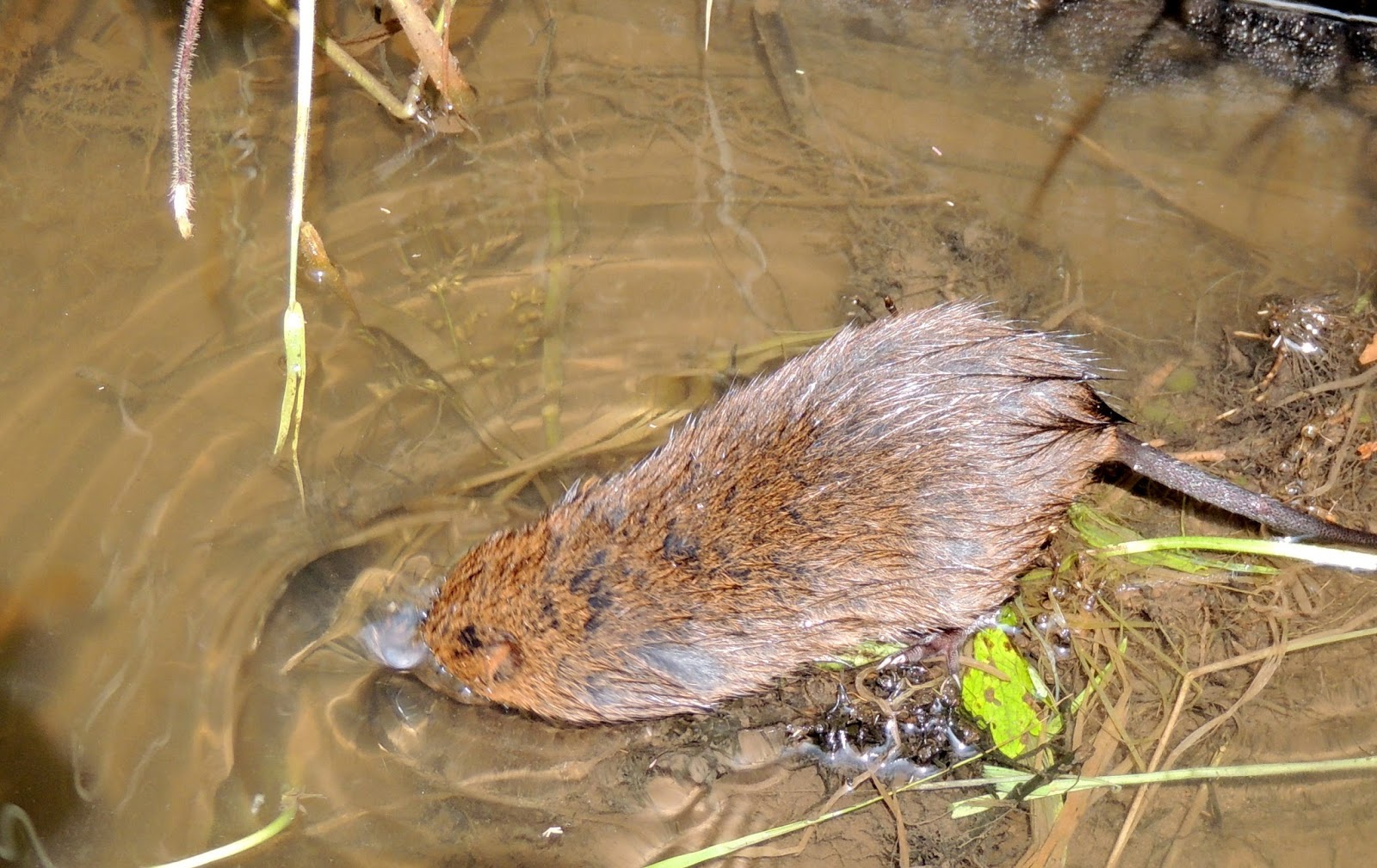 About a Brook Strongest Proof Yet that Water Voles Eat Snails