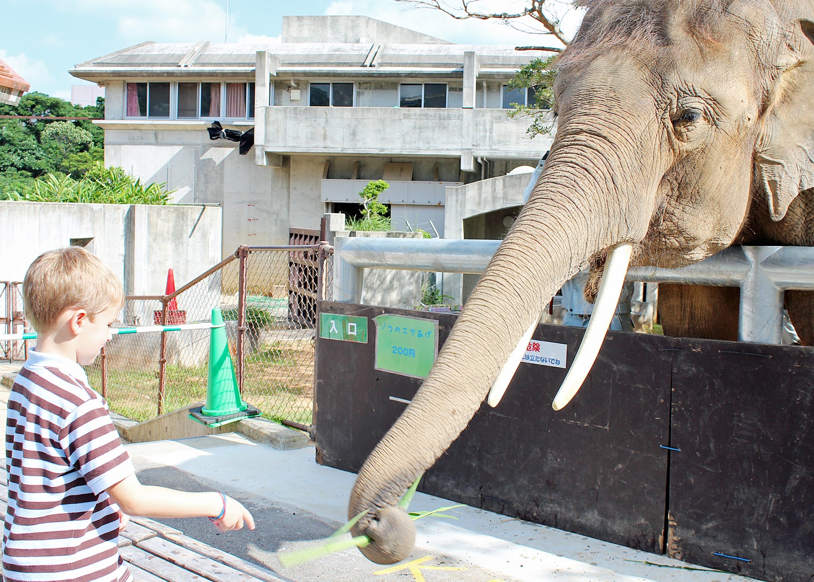 Enjoying Life With 4 Kids Kodomono Kuni Festival at the Okinawa Zoo