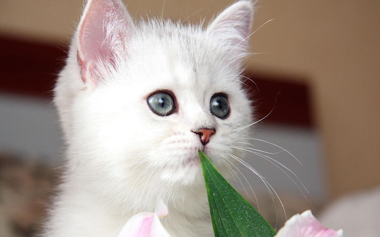 Cute Kittens | HD Wallpapers (High Definition) | Free Background