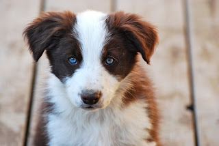 border collies hillcrest puppies face pm posted