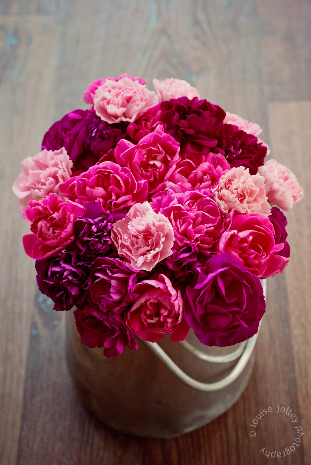 Carnation © Louise Jolley Photography