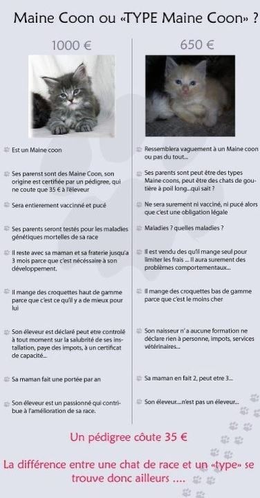 besoin d'aide svp pour l'achat d'un maine coon Photo110+(1)