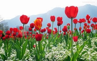 Tulip wallpapers hd