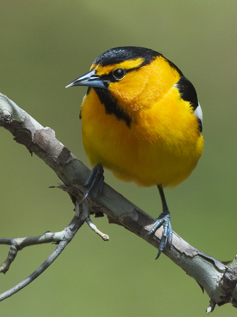 birds bullock s oriole birds bullock s oriole