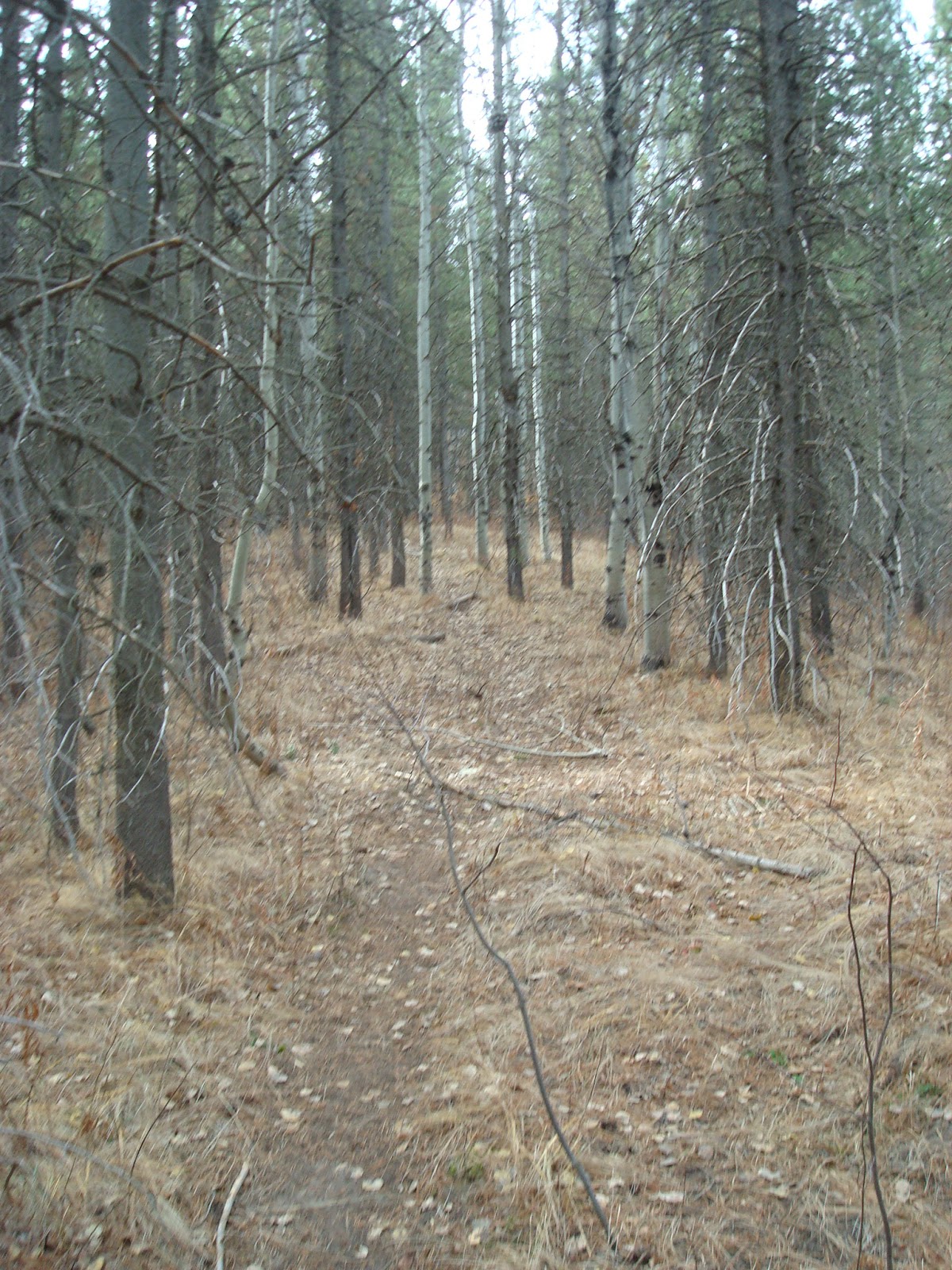 Mountain Trail Game Trail in Idaho