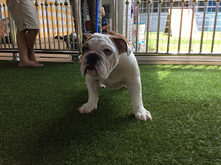 keyword,สุนัขพันธุ์บูลด็อก,บลูด๊อกน่ารั, ด็อกแท็ก,หมาbulldog,สุนัขbulldog,PINTObulldog,PINTO,pinto,ปิ่นโตbulldog,ปิ่นโตหมา,ปิ่นโตสุนัข,สุนัขขี้สงสัย,บลูด็อกน่ารัก