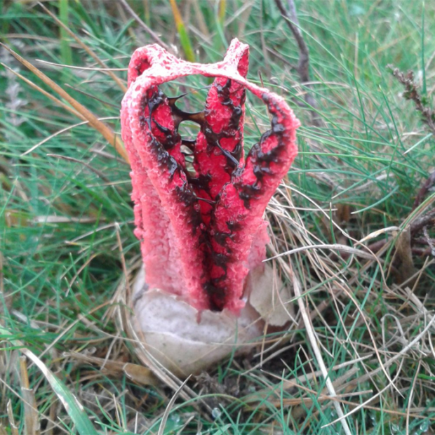 Amazing and Incredible Octopus Stinkhorn