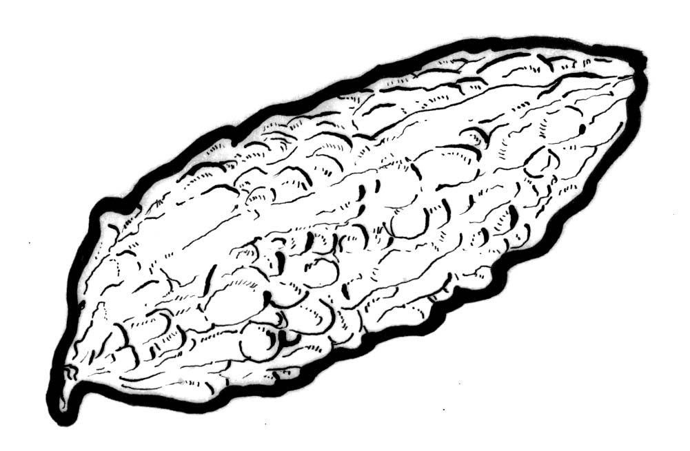 Drawing Lines In Qml : Bitter melon gourd drawing sketch coloring page