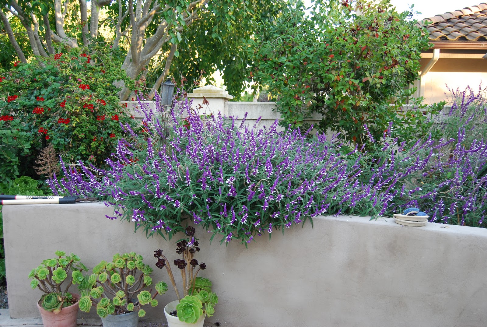 Kumquat, Sugar and Pixels Mexican Bush Sage Salvia Leucantha
