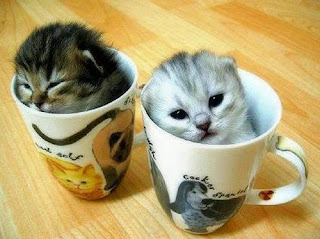 funny face cat funny cute pet cat kitten pussycat pictures