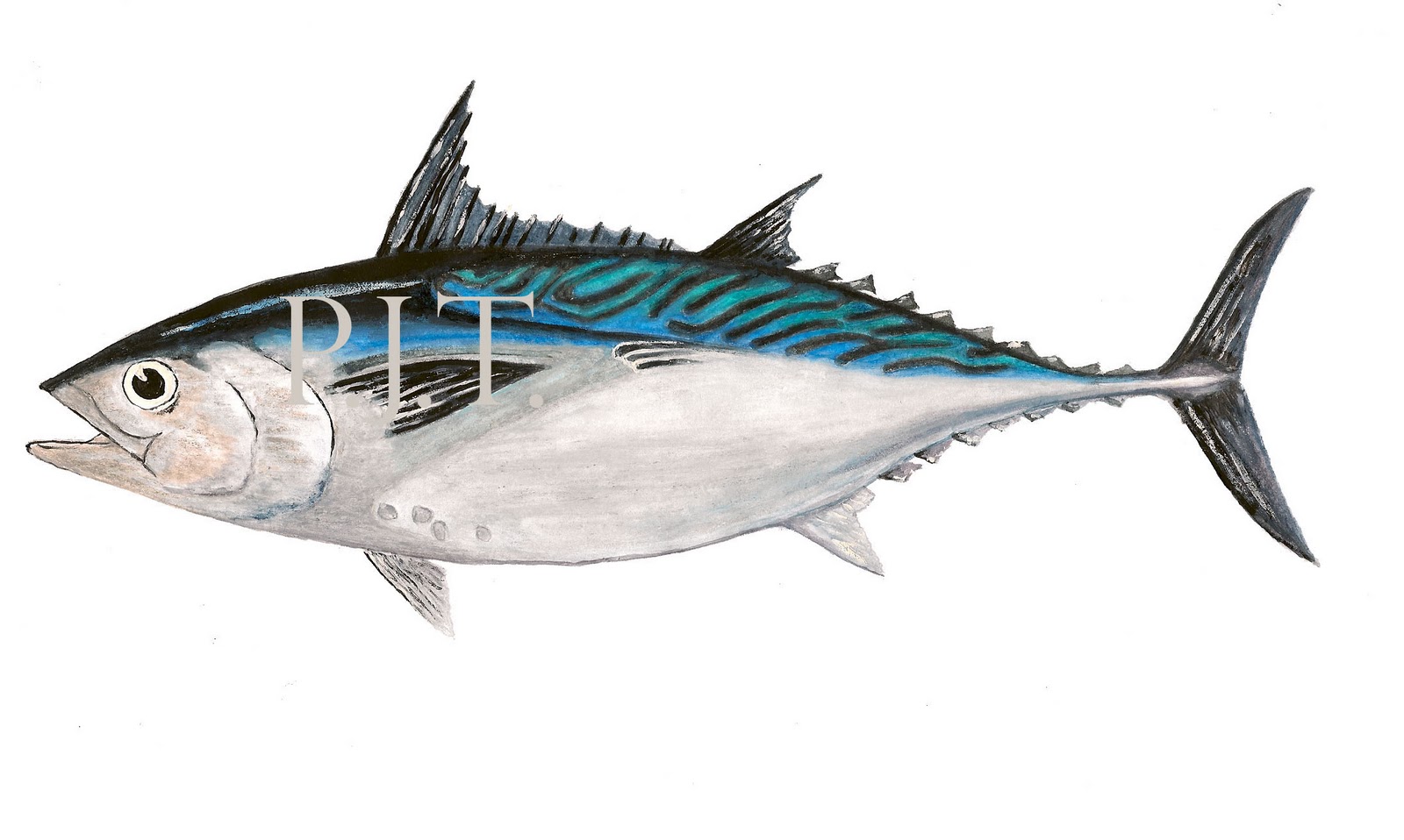 BlueSpace Fish Painting Mackerel Tuna