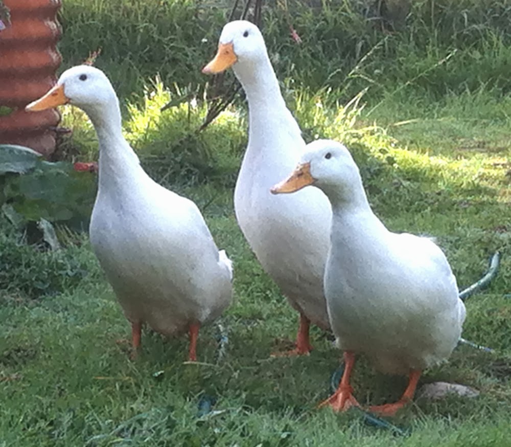 How to Care For Laying Ducks Modern Farming Methods