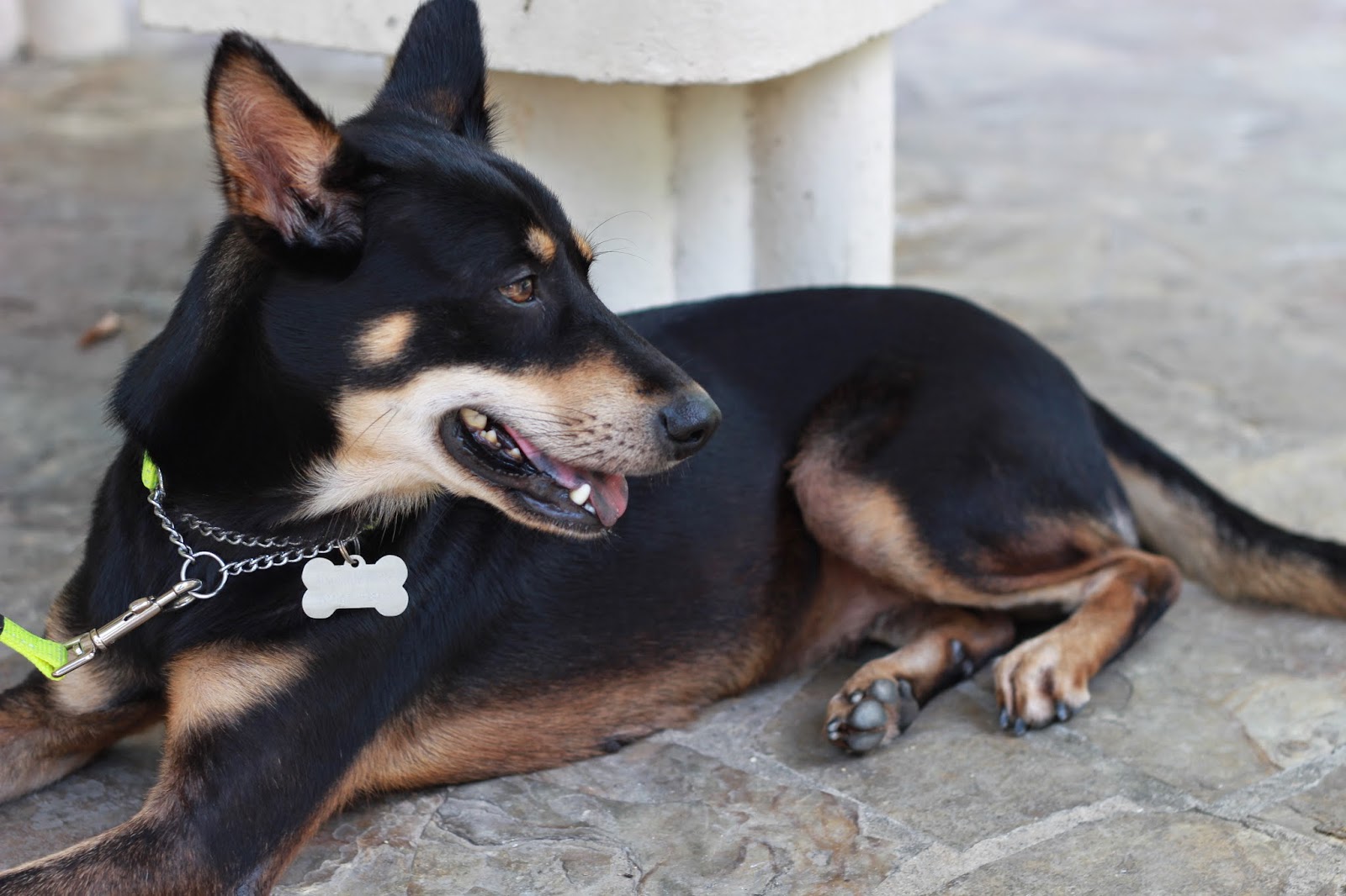 Where Can I Adopt A Dog In Singapore at Lizzie Blake blog