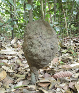 The oval, semi rounded nest of Bulbitermes termite