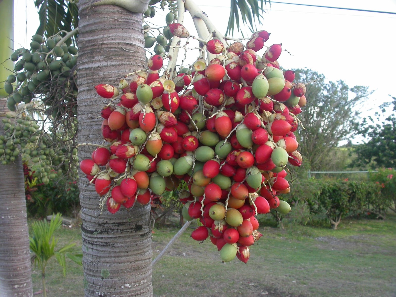 Barbados Flora & Fauna Red Berry Palm