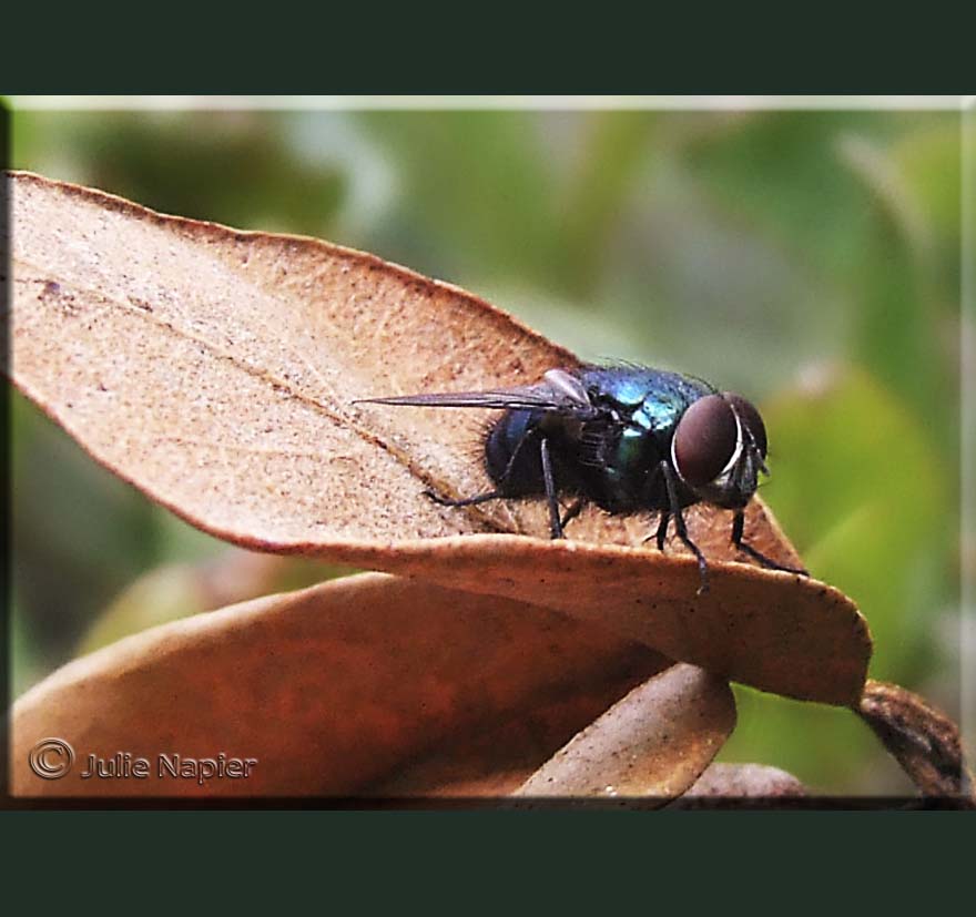 Blue Fly on Brown Leaf