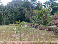 Jual tanah di puncak murah