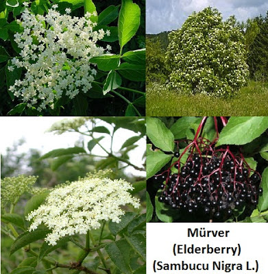 mürver, mürverin faydaları, mürver ağacı, mürver meyvesi, elderberry, sambucus nigra l