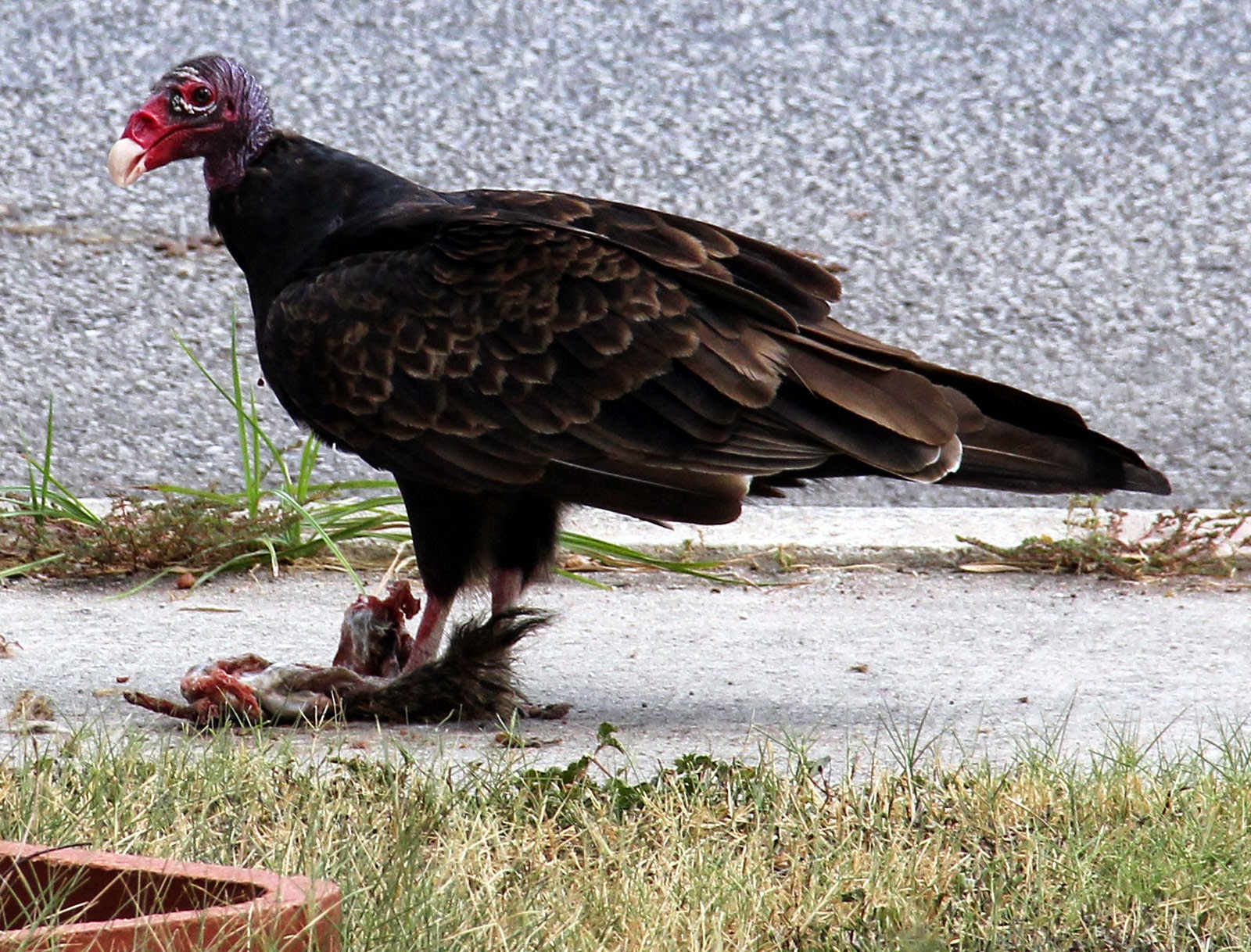 **the mud puddle** **birds**