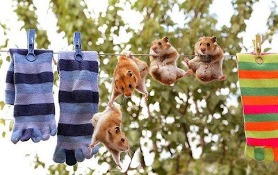 Hình ảnh động vật cực đáng yêu Hình ảnh động vật cực đáng yêu