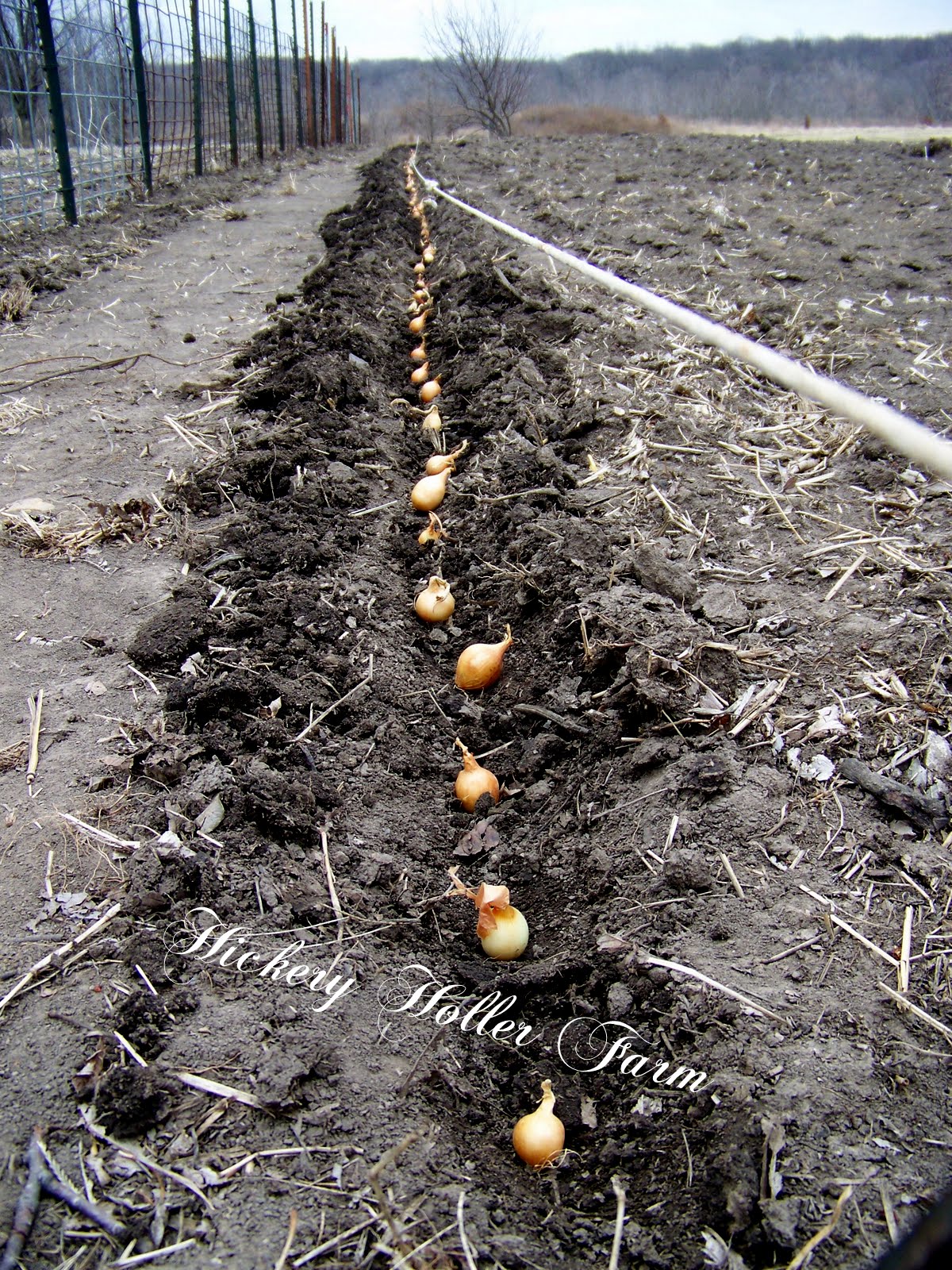 How do you plant onion sets?