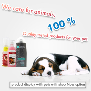 best online dog store