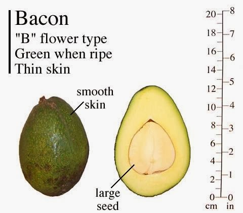 Avocado Varieties Eat Good Fat